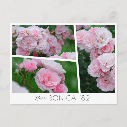  Rosa Bonica '82 Postkarte (Vorderseite)