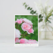 Rosa Bonica '82 Postkarte (Stehend Vorderseite)