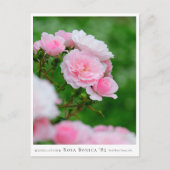 Rosa Bonica '82 Postkarte (Vorderseite)