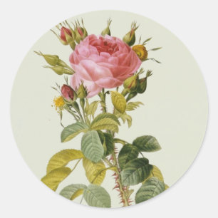 Rosa-Botanikdruck - 'Rosa Bifera' von Redoute Runder Aufkleber