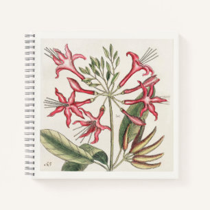 Rosa botanische Illustration Kunst des 18. Jahrhun Notizblock
