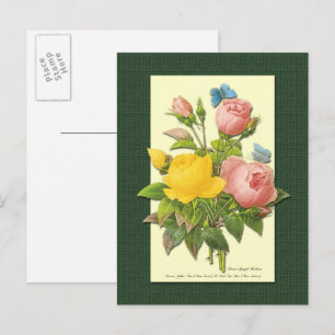 Rosa Botanische Pink und Gelbe Rosen Leere Postkar Postkarte