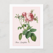 Rosa-Botanische Redoute Postkarte (Vorderseite)