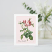 Rosa-Botanische Redoute Postkarte (Stehend Vorderseite)