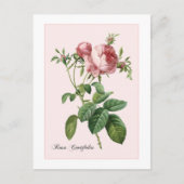 Rosa-Botanische Redoute Postkarte (Vorderseite)