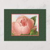 Rosa Botanische Rose Leere Kunst Postkarte (Vorderseite)