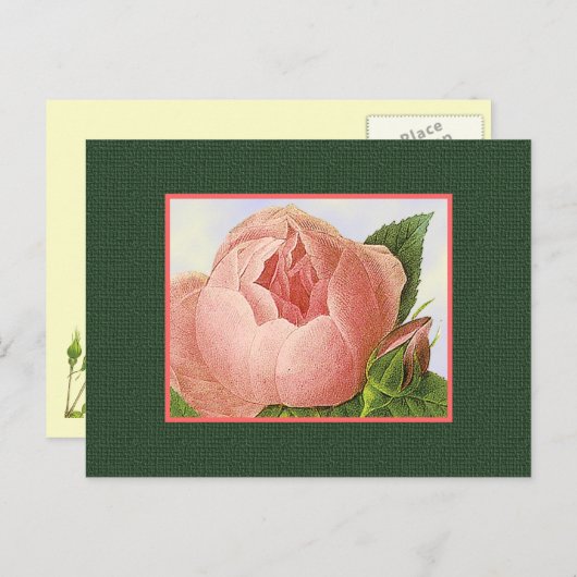 Rosa Botanische Rose Leere Postkarte (Vorne/Hinten)