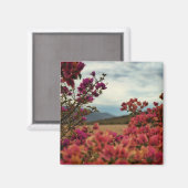 Rosa Bougainvillea Blume Landschaft Magnet (Vorderseite/Rückseite)