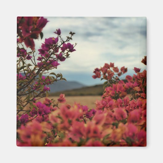 Rosa Bougainvillea Blume Landschaft Magnet (Vorne)