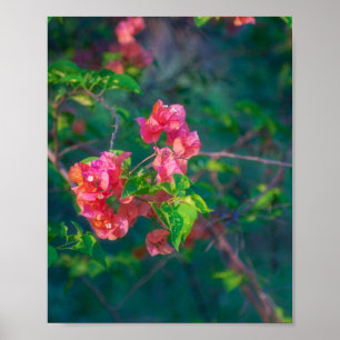 Rosa Bougainvillea-Blumen-Fotografie-Wandkunst Pos Poster