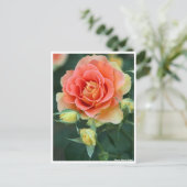 Rosa Brass Band: Postcard Postkarte (Stehend Vorderseite)