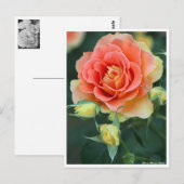 Rosa Brass Band: Postcard Postkarte (Vorne/Hinten)