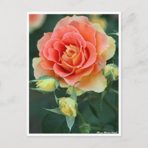 Rosa Brass Band: Postcard Postkarte