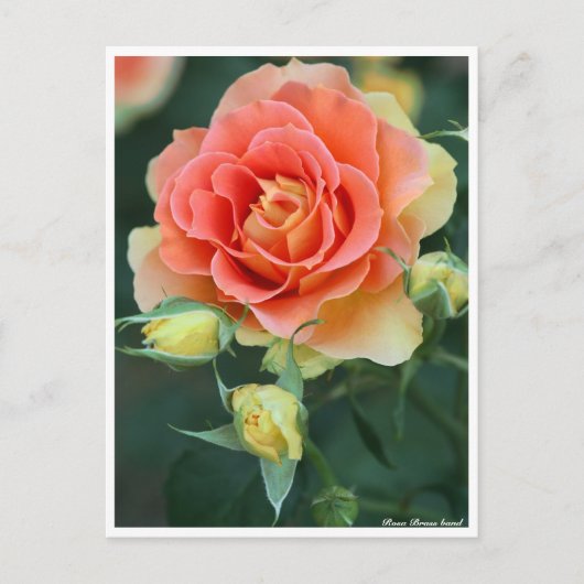 Rosa Brass Band: Postcard Postkarte (Vorderseite)