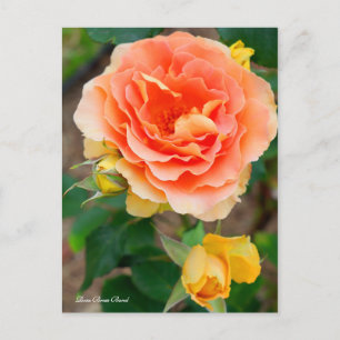 Rosa Brass Band [Postkarte] Postkarte