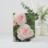 Rosa Bridal Pink Postkarte (Stehend Vorderseite)