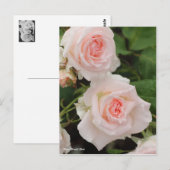 Rosa Bridal Pink Postkarte (Vorne/Hinten)