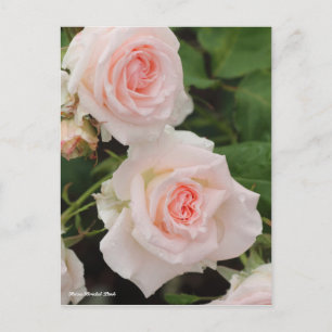 Rosa Bridal Pink Postkarte