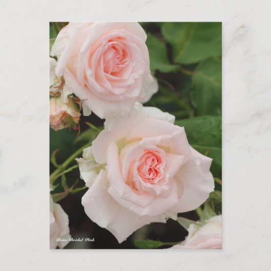 Rosa Bridal Pink Postkarte (Vorderseite)