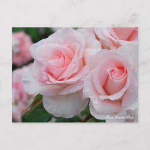 Rosa Bridal Pink [Postkarte] Postkarte