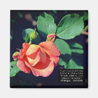 Rosa Budgetierung Rose Motivierend Zitat