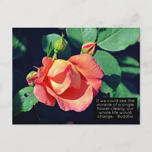 Rosa Budgetierung Rose Motivierend Zitat Postkarte (Vorderseite)