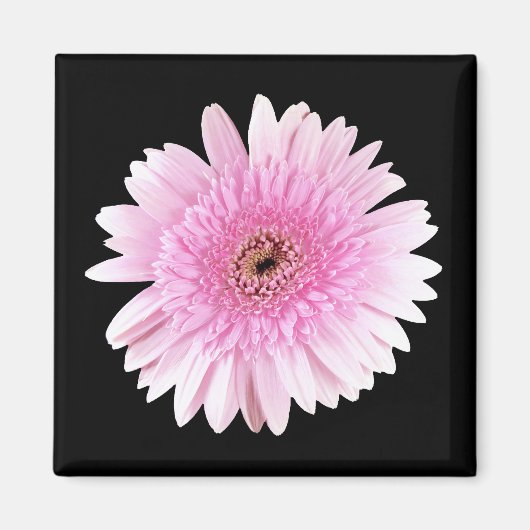 Rosa Burst Magnet (Vorne)