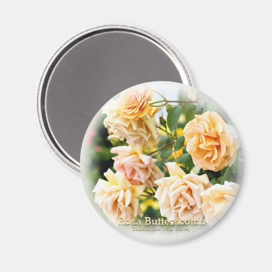 Rosa Butterscotch Magnet (Vorderseite/Rückseite)