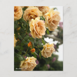 Rosa Butterscotch Postkarte