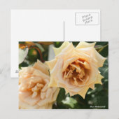 Rosa Butterscotch Postkarte (Vorne/Hinten)