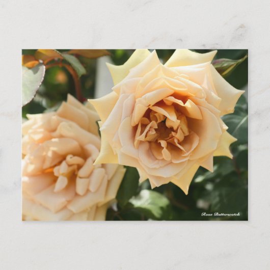 Rosa Butterscotch Postkarte (Vorderseite)