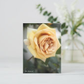 Rosa Butterscotch: Postkarte (Stehend Vorderseite)