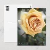 Rosa Butterscotch: Postkarte (Vorne/Hinten)