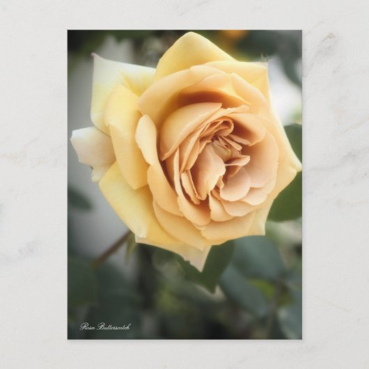 Rosa Butterscotch: Postkarte (Vorderseite)