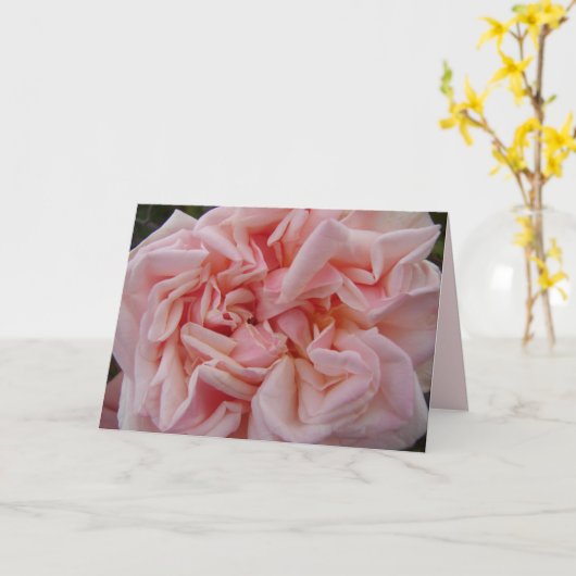 Rosa Cabbage Rose Rose Pastellfarben Blume Karte (Gelbe Blume)