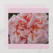 Rosa Cabbage Rose Vintage Blume Blumenkarte (Vorne/Hinten)