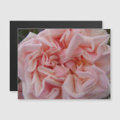 Rosa Cabbage Rose Vintage Blume Blumenmagnet Magnetkarte (Vorne/Hinten)