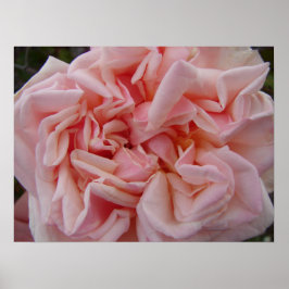 Rosa Cabbage Rose Vintage Blume Blumenposter Poster
