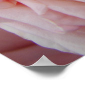 Rosa Cabbage Rose Vintage Blume Blumenposter Poster (Ecke)