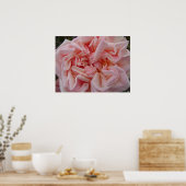 Rosa Cabbage Rose Vintage Blume Blumenposter Poster (Küche)