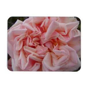Rosa Cabbage Rose Vintage Blume Geburtstagskarte Magnet
