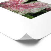 Rosa Caladium-Blätter Poster (Ecke)