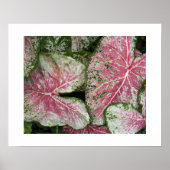 Rosa Caladium-Blätter Poster (Vorne)