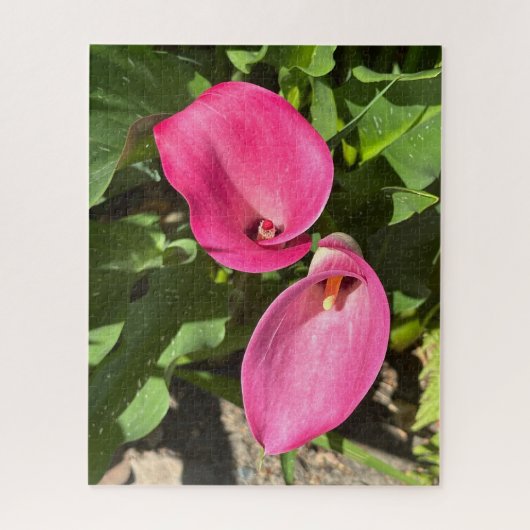 Rosa Calla-Lilie, San Mateo Puzzle (Vertikal)