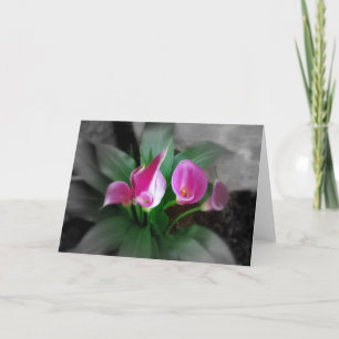 Rosa Calla-Lilien-Gruß-Karte Karte