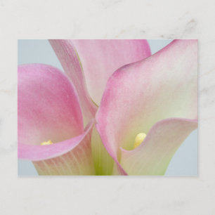Rosa Calla-Lilien Postkarte