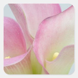 Rosa Calla-Lilien Quadratischer Aufkleber
