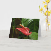 Rosa Calla Lily Piazza della Riforma Karte (Gelbe Blume)