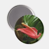Rosa Calla Lily Piazza della Riforma Magnet (Vorderseite/Rückseite)