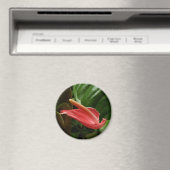 Rosa Calla Lily Piazza della Riforma Magnet (In Situ (Geschirrspüler))